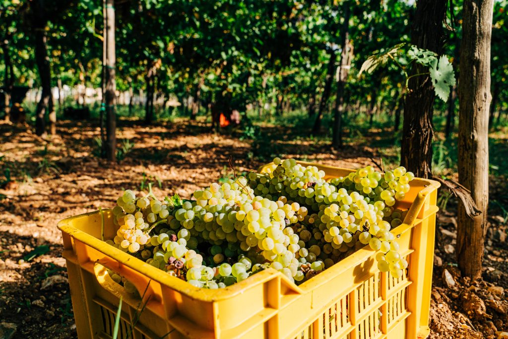 freshly picked white wine grapes in the vineyard