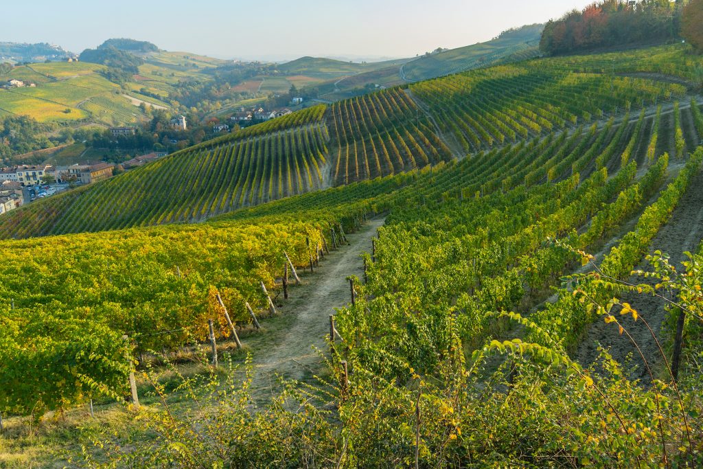 vineyard site in barolo
