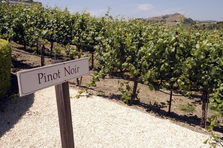 Pinot Noir Vineyard in Napa Valley