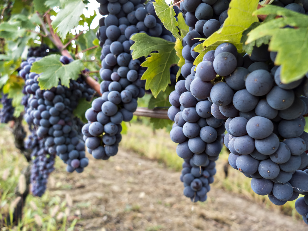 Ripe Nebbiolo grape bunches