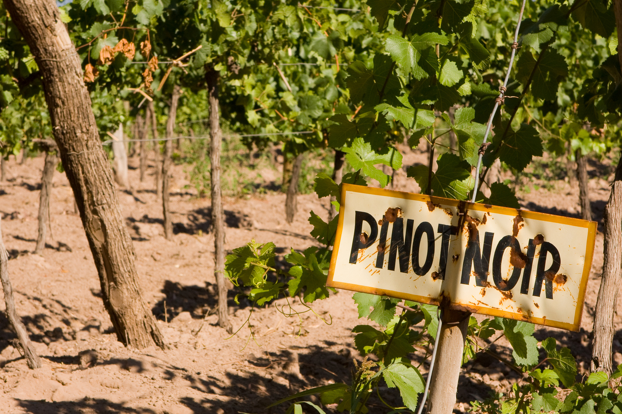 Pinot Noir Vineyard