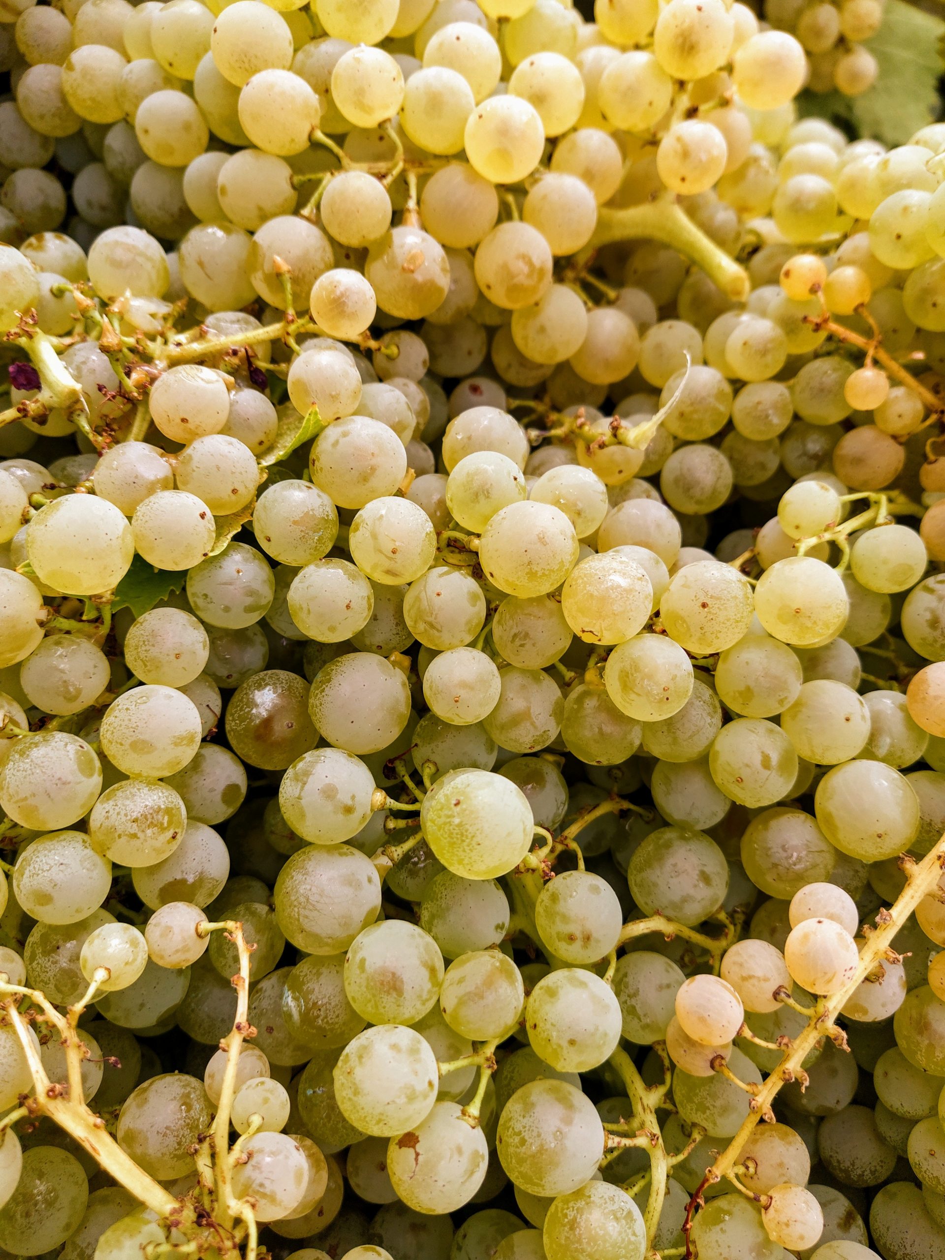 freshly picked fiano grapes