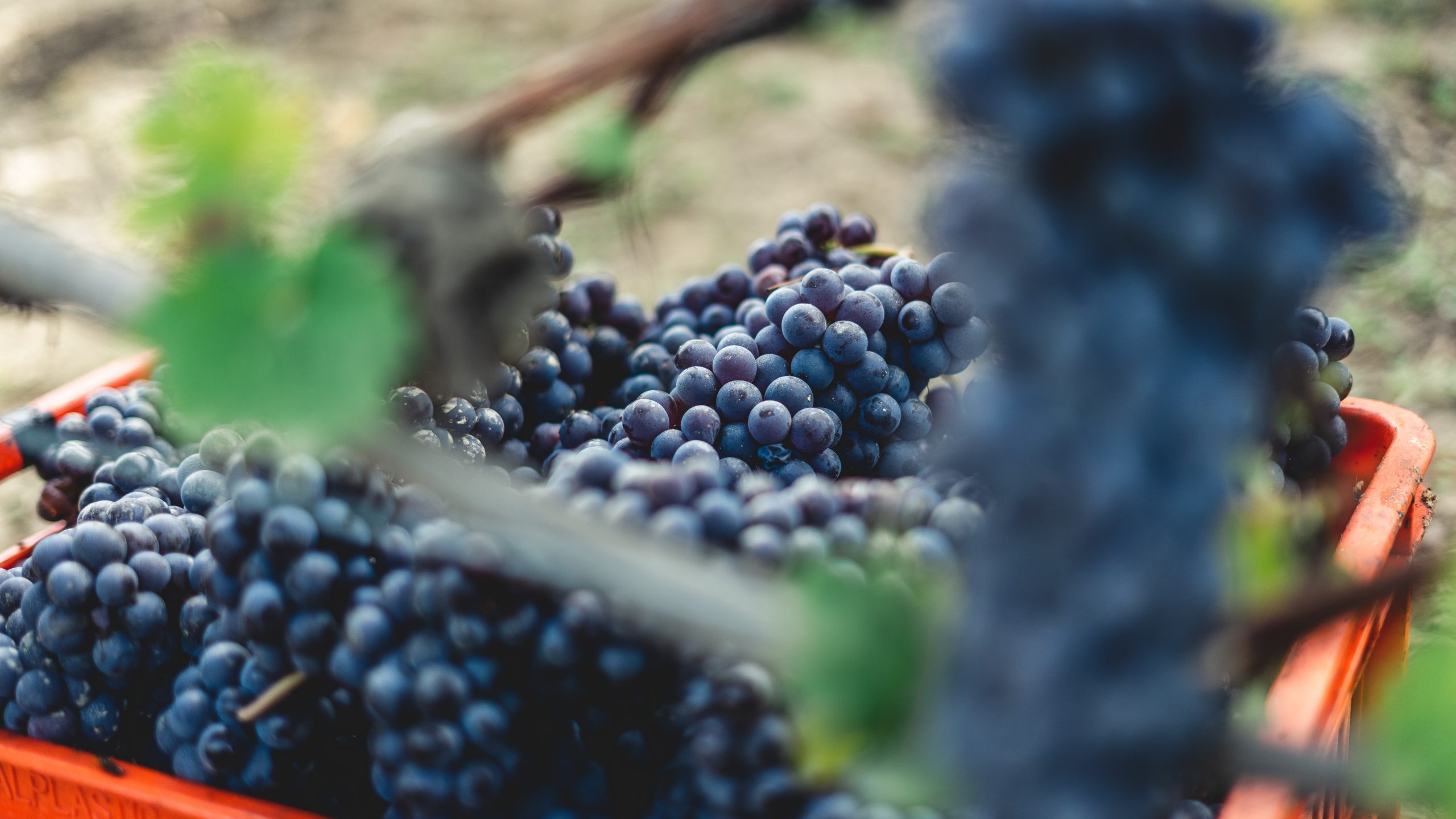 Freshly harvested Dolcetto grapes