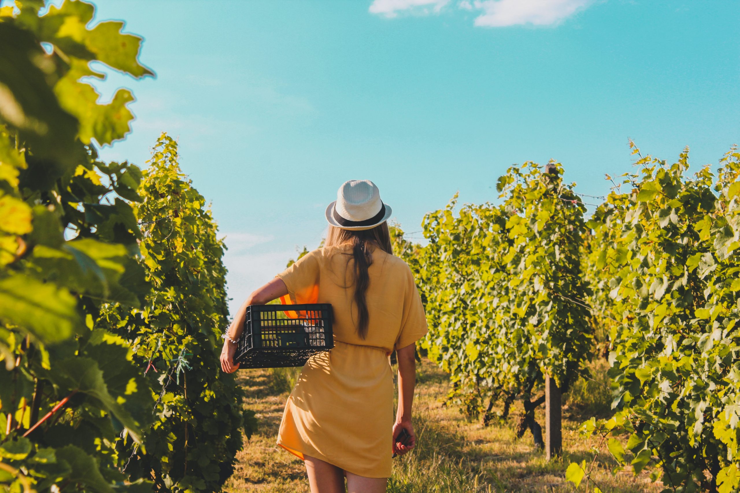 A sunny date in the vineyard during harvest
