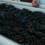 Freshly harvested grapes during california wine harvest