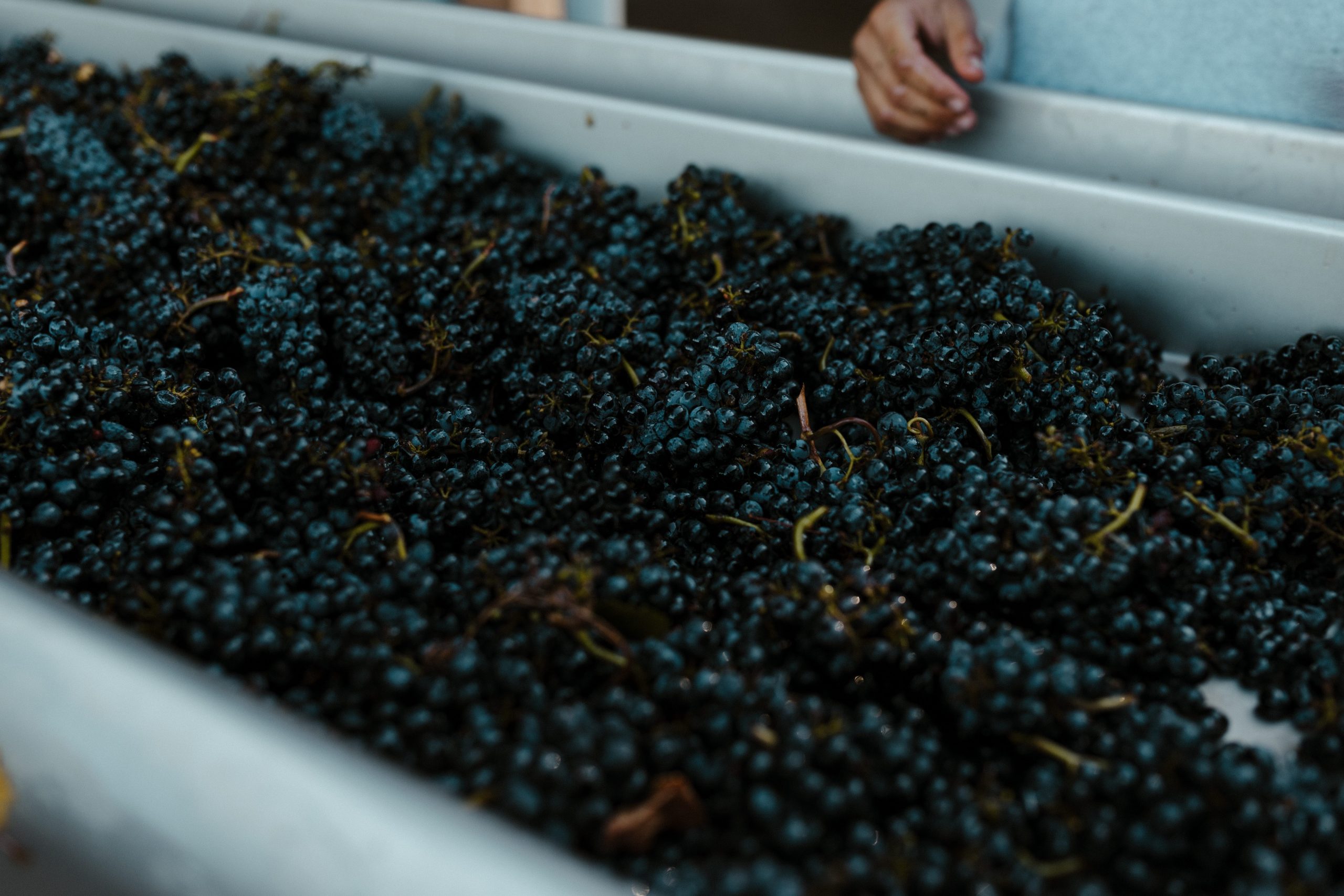 Freshly harvested grapes during california wine harvest