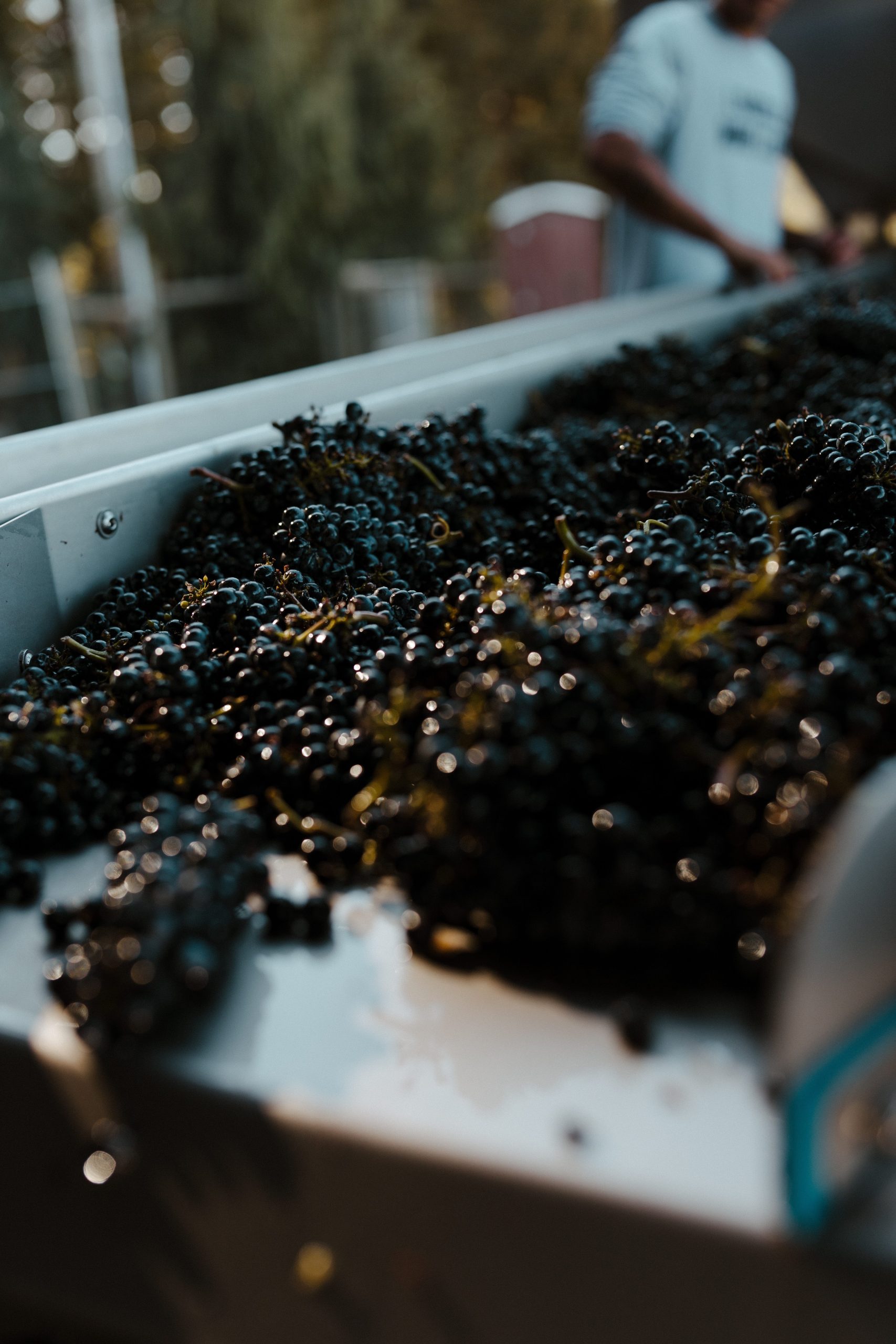 Grapes going into destemmer