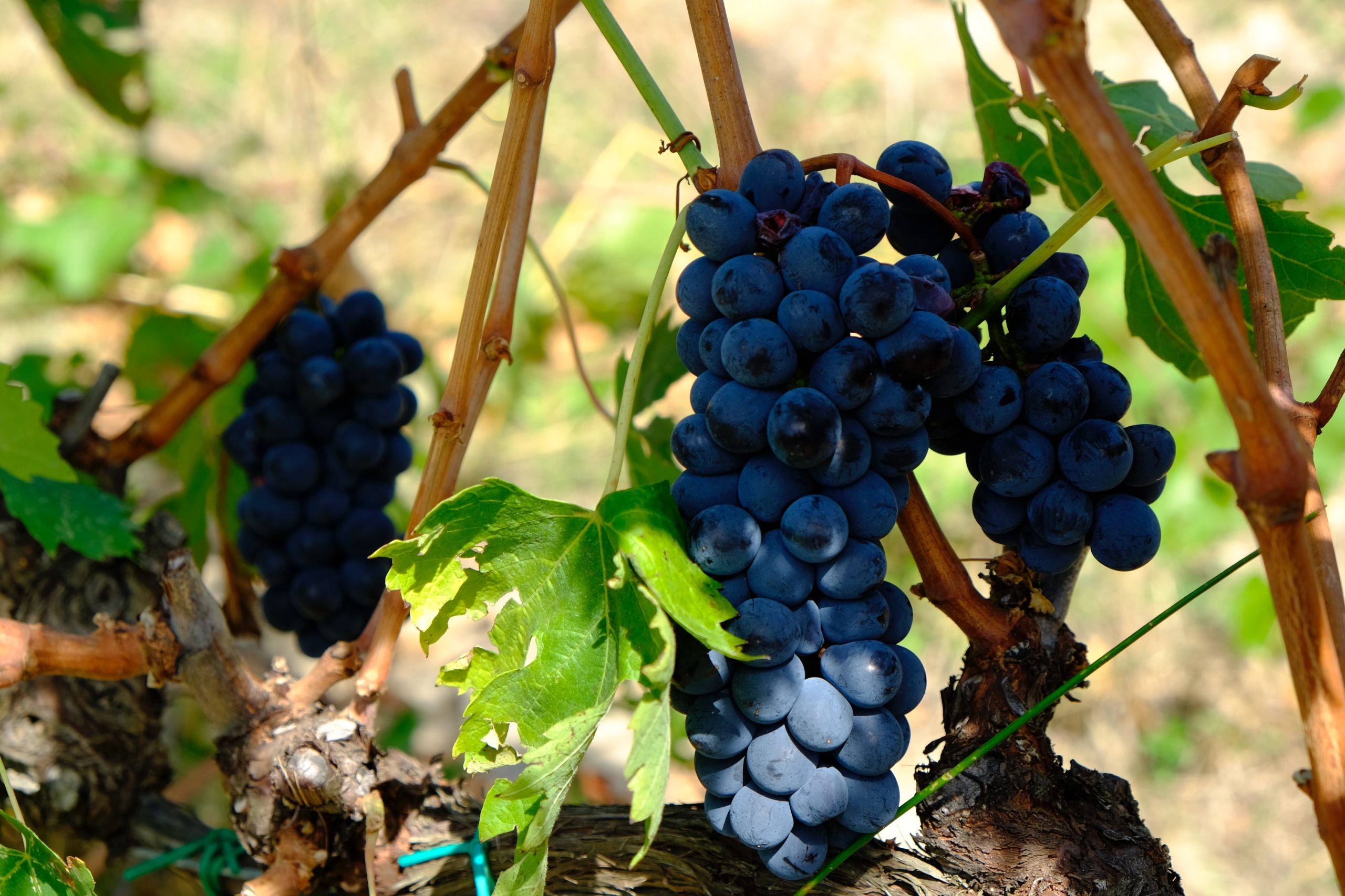 ciliegiolo wine grape