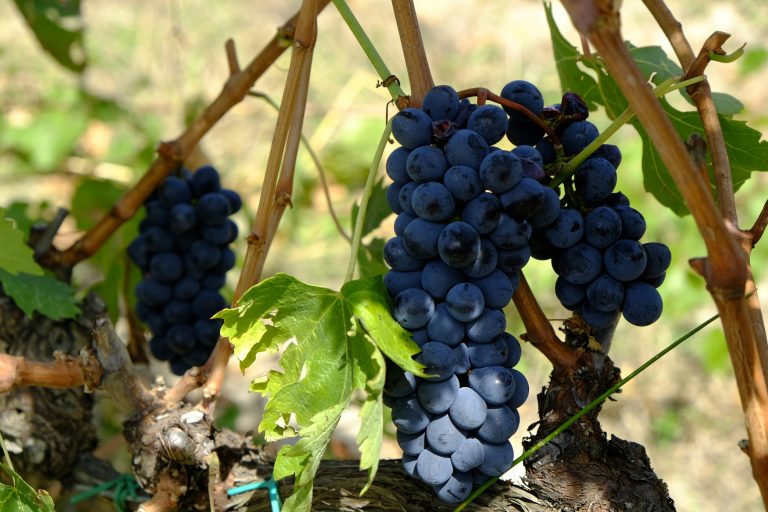 colorino grapes