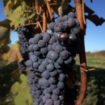 barbera grapes